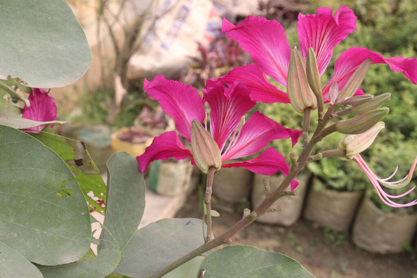 Bauhinia flower plant on farm for sell are cash crops.used for dropsy, pain, rheumatism, convulsions, delirium, septicemia, astringent, diarrhea, ulcers, wash solution - Photo, Image