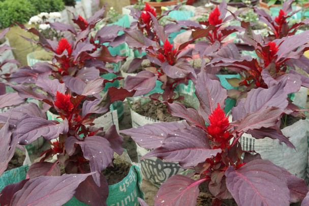 Celosia Αργεντινής λουλούδι φυτό στο αγρόκτημα προς πώληση είναι καλλιέργειες μετρητών. αντιμετώπιση διάρροιας, πλευρικών πόνων, θωρακικών προβλημάτων, στομαχόπονος, ουρηθρικών διαταραχών - Φωτογραφία, εικόνα