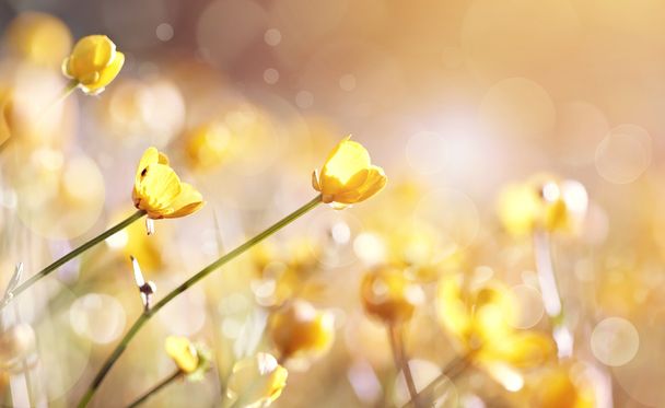Background with yellow flowers of a buttercup - Photo, Image