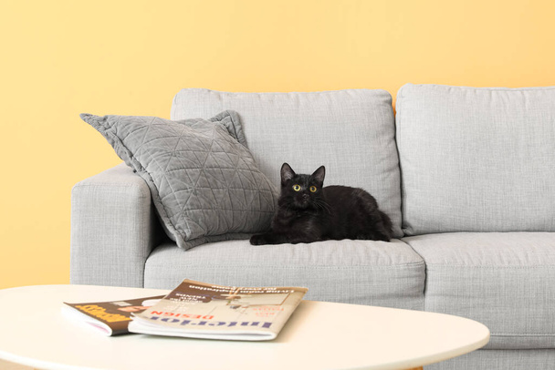 Χαριτωμένο μαύρο γάτα κάθεται σε γκρι καναπέ κοντά σε πορτοκαλί τοίχο - Φωτογραφία, εικόνα