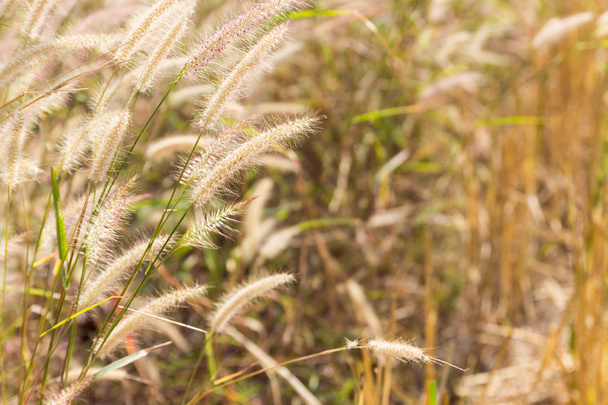 grass flower in the paddy field - Photo, Image