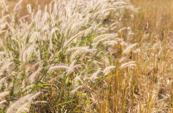květ trávy v poli paddy - Fotografie, Obrázek
