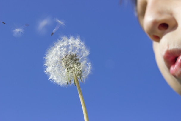 Dandelion blowing with seeds blowing away  - Photo, Image