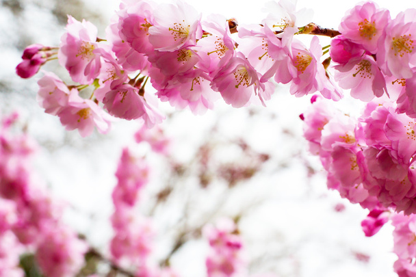 Hintergrund mit schöner rosa Kirschblüte, Sakura-Blumen  - Foto, Bild
