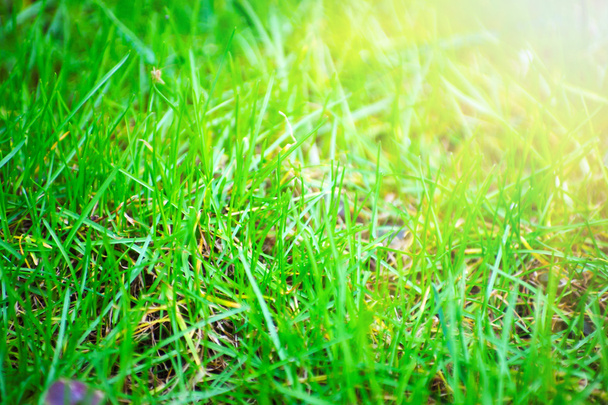Background of a green grass - Photo, Image
