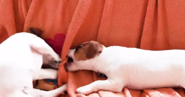 Güzel komik küçük Jack Russell Terrier yavruları kanepede yan yana uzanıp oynuyorlar. Yavru köpeklere bakıyorum. - Video, Çekim