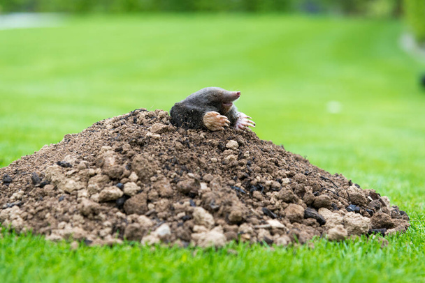 Topo, Talpa europaea, saliendo de Brown Molehill, hierba verde en el fondo. Animal del jardín. - Foto, Imagen