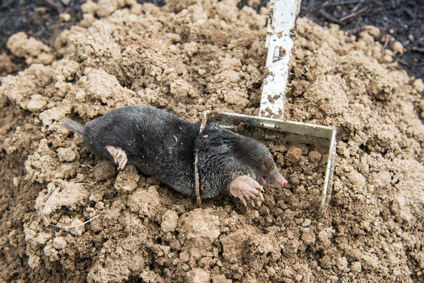 Caught european mole inside a trap placed on mole hill - Photo, Image