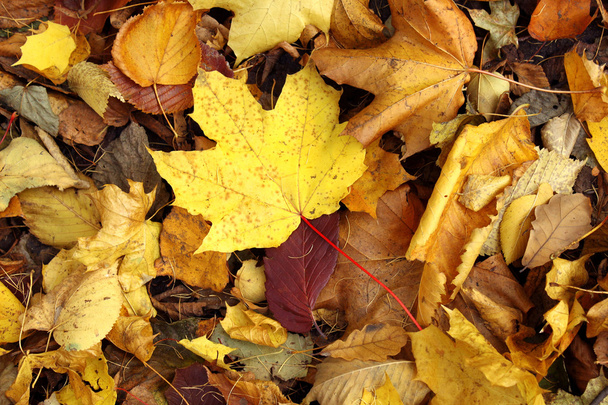 Foglie d'autunno - Foto, immagini