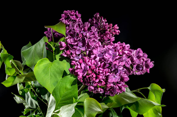 Hermosa flor de color púrpura oscuro lila aislado sobre un fondo negro. Primer plano de la cabeza de flor. - Foto, Imagen