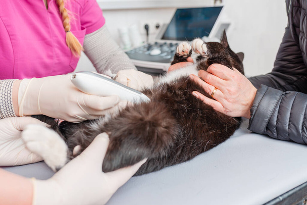 Um veterinário rapa o cabelo da barriga de um gato antes de uma ecografia em uma clínica veterinária. - Foto, Imagem