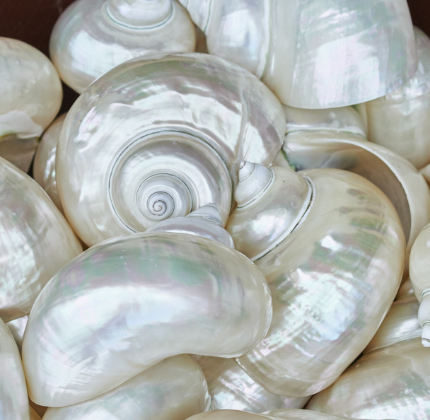 decorative shell at market - Photo, Image
