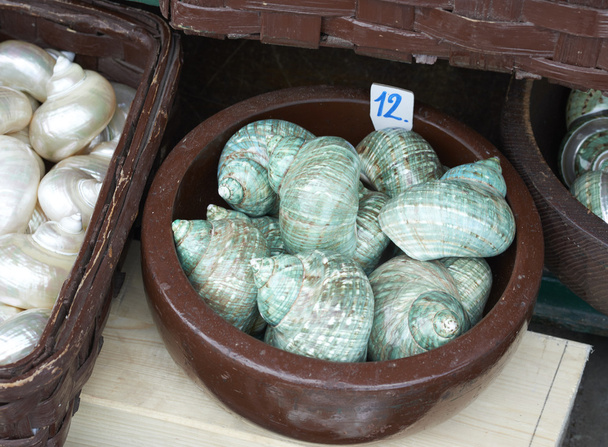 dekoratív shell-piac - Fotó, kép