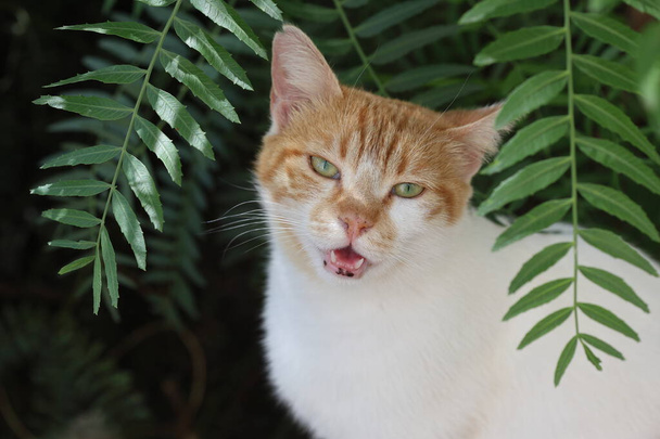 oranje tabby kat onder boombladeren - Foto, afbeelding