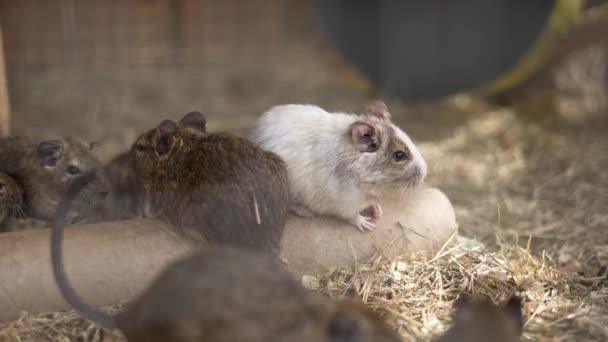 Verschillende ratten verkennen hun omgeving terwijl ze op kartonnen buis in stro zitten. - Video