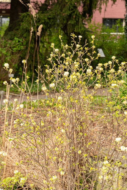 San Gallo, Svizzera, 7 aprile 2024 Fothergilla Gardenii o pianta di ontano strega presso l'orto botanico - Foto, immagini