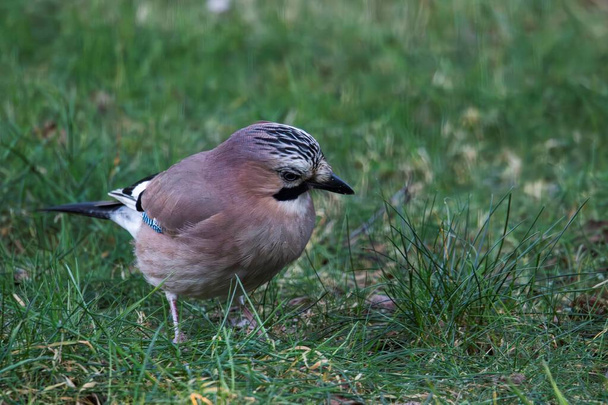 A frontal closeup portrait of a Eurasian jay or garrulus glandarius bird searching the grass of a lawn in garden for food. The feathered animal is looking sideways. - Photo, Image