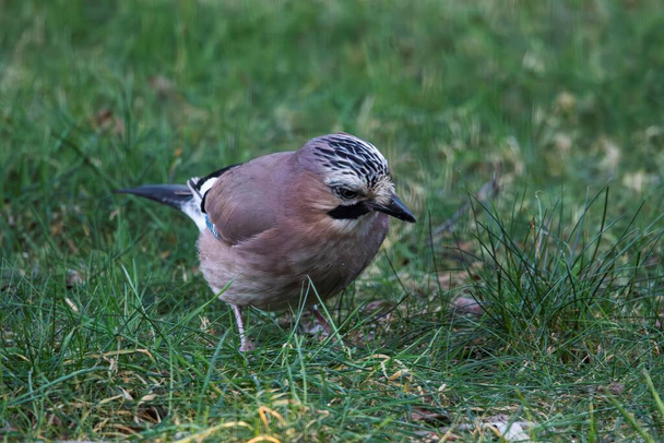 A frontal portrait of a Eurasian jay or garrulus glandarius bird searching the grass of a lawn in garden for food. The feathered animal is looking sideways. - Photo, Image