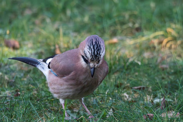 A frontal closeup portrait of a Eurasian jay or garrulus glandarius bird searching the grass of a lawn in garden for food. The feathered animal is looking down. - Photo, Image