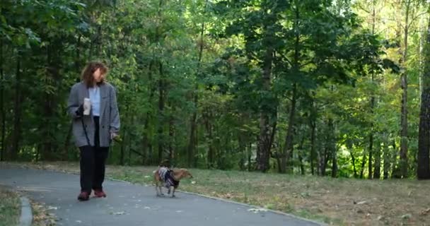 Молодая женщина с кофе гуляет с очаровательной собакой в осеннем парке. Леди в осеннем пальто гуляет улыбаясь и наслаждаясь погодой. Высококачественные 4k кадры - Кадры, видео
