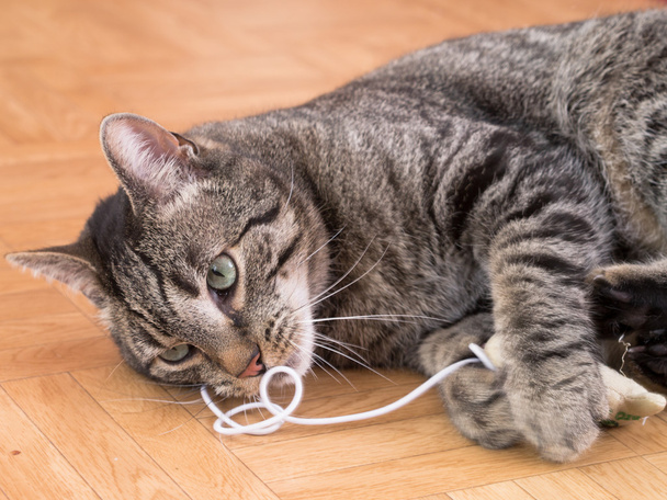 Серый полосатый кот играет с кошачьими игрушками
 - Фото, изображение