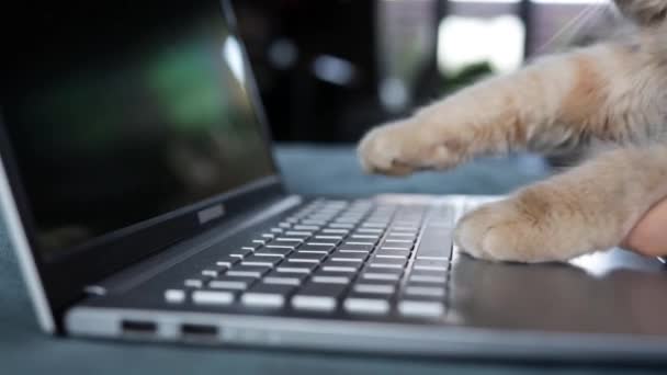 Γάτα που εργάζονται στον υπολογιστή από το σπίτι. Αστείο βίντεο με πατούσες γάτας να πληκτρολογούν, να στέλνουν μηνύματα ή να πατάνε κουμπιά σε πληκτρολόγιο φορητού υπολογιστή και να χρησιμοποιούν touchpad - Πλάνα, βίντεο