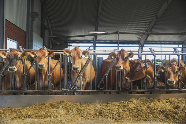 Милі корови Джерсі на фермі в Данії. - Фото, зображення