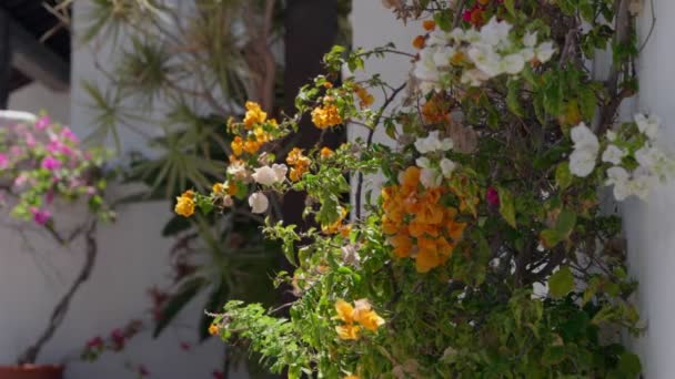 Rengarenk çiçeklerin çeşitli çeşitleri tuhaf bir avlunun cazibesini arttırıyor.. - Video, Çekim