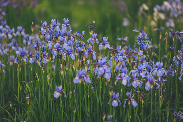 Siberische iris florerend op een weiland met natuurlijke lichtstralen erop - Foto, afbeelding
