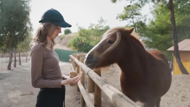 Meisje voedt een paard op een boerderij. - Video