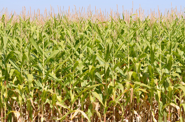 Veld maïs geteeld in de Willamette Valley - Foto, afbeelding