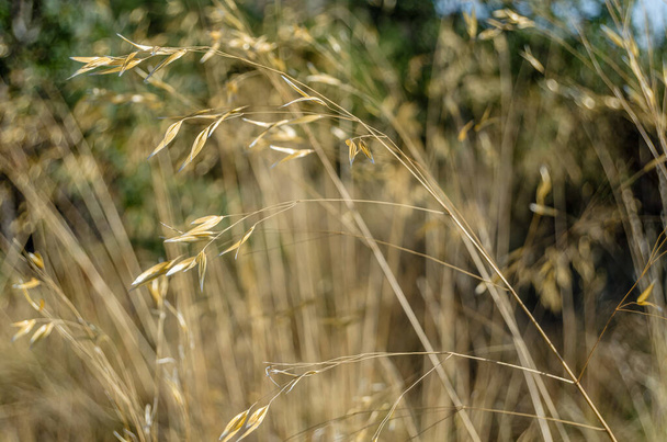 Fundo natural de grama seca no campo - Foto, Imagem