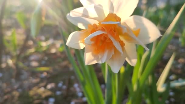 Narcissus close up. Beautiful flower with white orange petals, stamens and green leaves grows in ground on sunny spring day. Selection breeding. Artificially bred plant. Cultivated varietal daffodil - Footage, Video