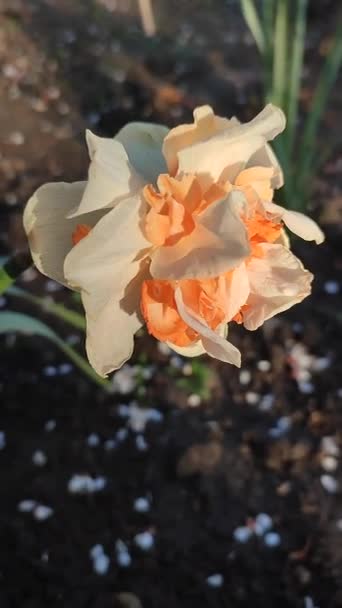 Narcissus. Beautiful flower with white orange petals, stamens and green leaves grows in ground on sunny spring day. Selection breeding. Artificially bred plant. Cultivated varietal daffodil Vertical - Footage, Video