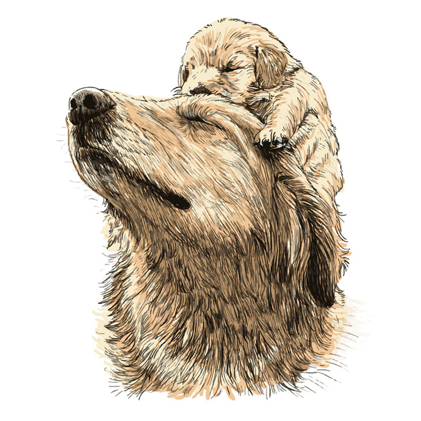 Labradorinnoutaja - Vektori, kuva