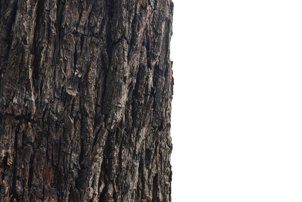 kora drzewa izolowane na białym tle - Zdjęcie, obraz