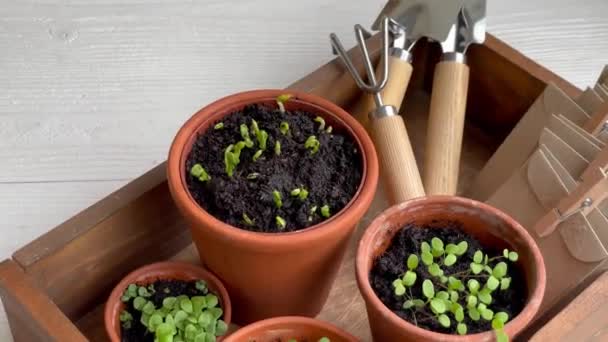 さまざまな野菜の苗を持つポット. 自宅で若い苗を植える - 映像、動画