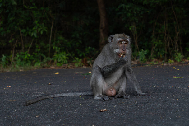 Ein wilder Affe sitzt beim Essen auf dem Asphalt und zeigt das einzigartige Verhalten von Primaten in ihrem natürlichen Lebensraum und die Koexistenz zwischen Wildtieren und städtischen Lebensräumen. - Foto, Bild