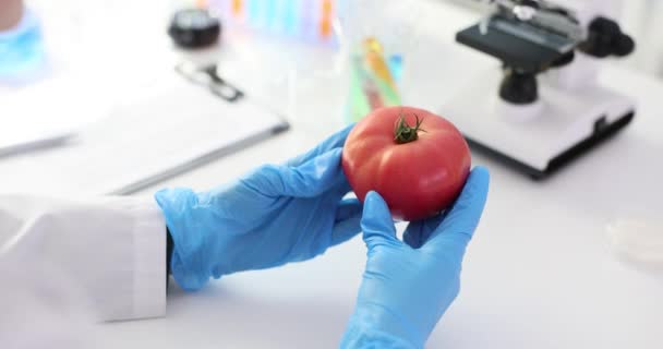 Specialist onderzoekt tomaat in het laboratorium voor het experiment. Wetenschapper kijkt naar tekenen van schade onvolkomenheden of onregelmatigheden van invloed kunnen zijn experiment - Video