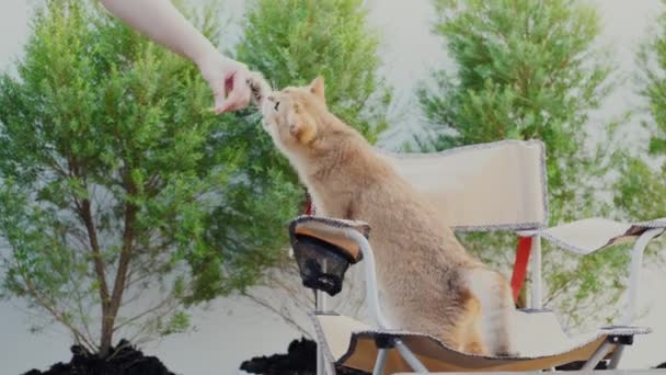έννοια δραστηριότητα γάτα με βρετανική γάτα ευτυχισμένη και διασκέδαση και να παίξετε στον κήπο - Πλάνα, βίντεο