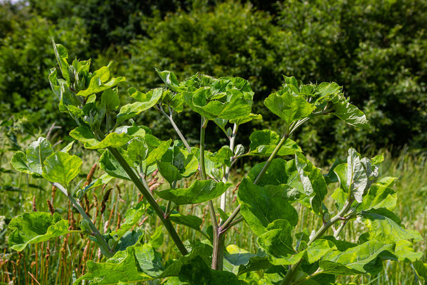 Arctium lappa - Young burdock leaves in an early summer. - Photo, Image