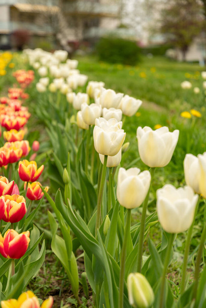 Санкт-Галлен, Швейцария, 7 апреля 2024 г. Весной на зеленой лужайке растут цветы тюльпанов - Фото, изображение