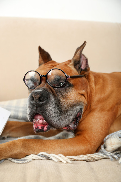 Netter Hund in lustiger Brille sitzt auf dem Sofa, auf dem heimischen Innenhintergrund - Foto, Bild