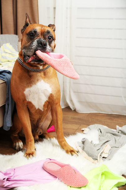 Dog demolishes clothes in messy room - Foto, afbeelding