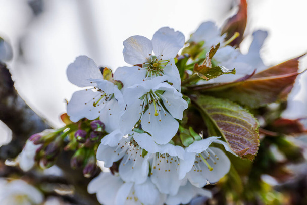 Macro view of white cherry blossoms on a tree in a sunny spring day. - Photo, Image
