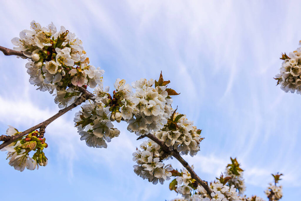 Piękny widok kwitnącego wiśniowego drzewa na tle błękitnego nieba z białymi chmurami na wiosnę słoneczny dzień. - Zdjęcie, obraz