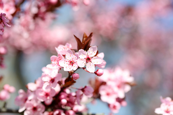 Cherry blossoms over blurred nature background, close up - Foto, Imagen