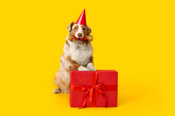 Cute Australian Shepherd dog in party hat with bone treat and gift box celebrating Birthday on yellow background - Photo, Image
