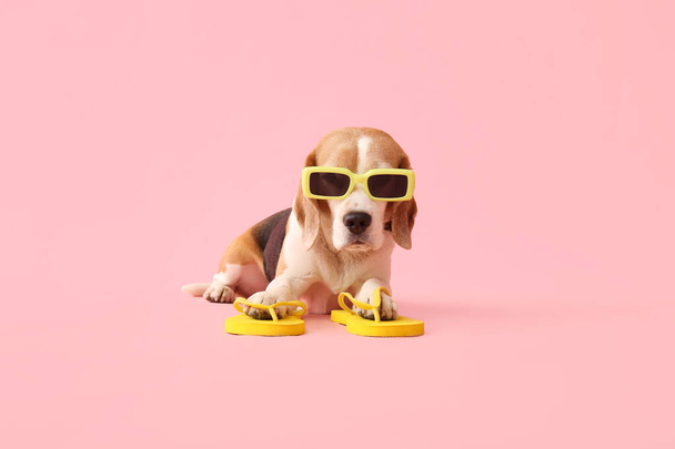 Lindo perro en gafas de sol y chanclas sobre fondo rosa - Foto, Imagen
