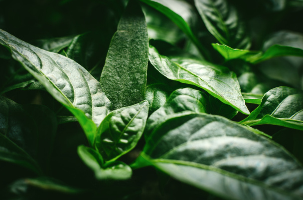 Organic plantation. Seedlings of pepper closeup plant leaves - Фото, зображення